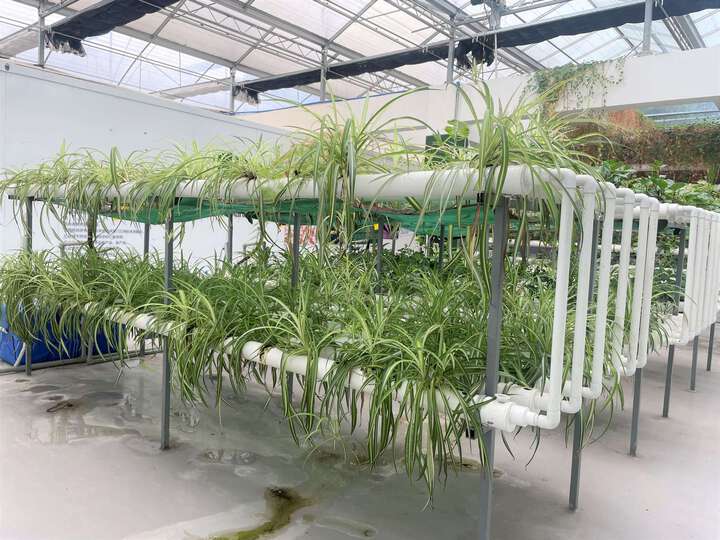 农业技术：有机生态型无土栽培有哪些特点？