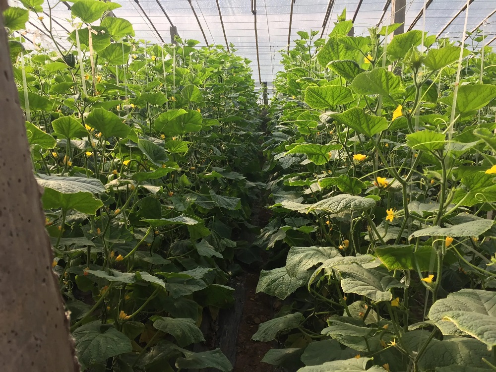 降温又降雨，大棚蔬菜怎么管？做好4点，..安全度过风险期