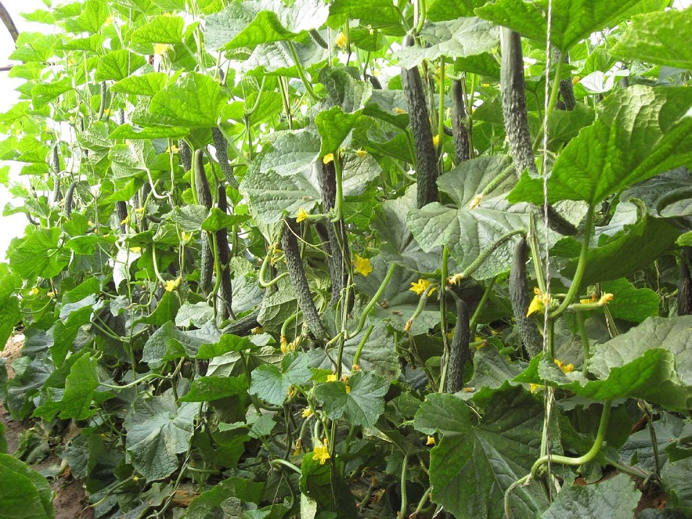 大棚蔬菜病害发生的原因及症状是什么？
