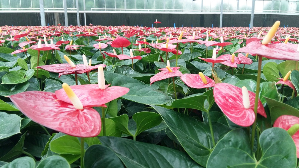 温室花卉大棚栽培管理