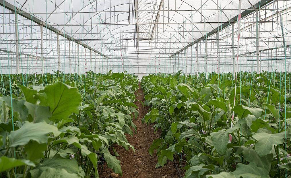 四川蔬菜大棚提档升级助农增收